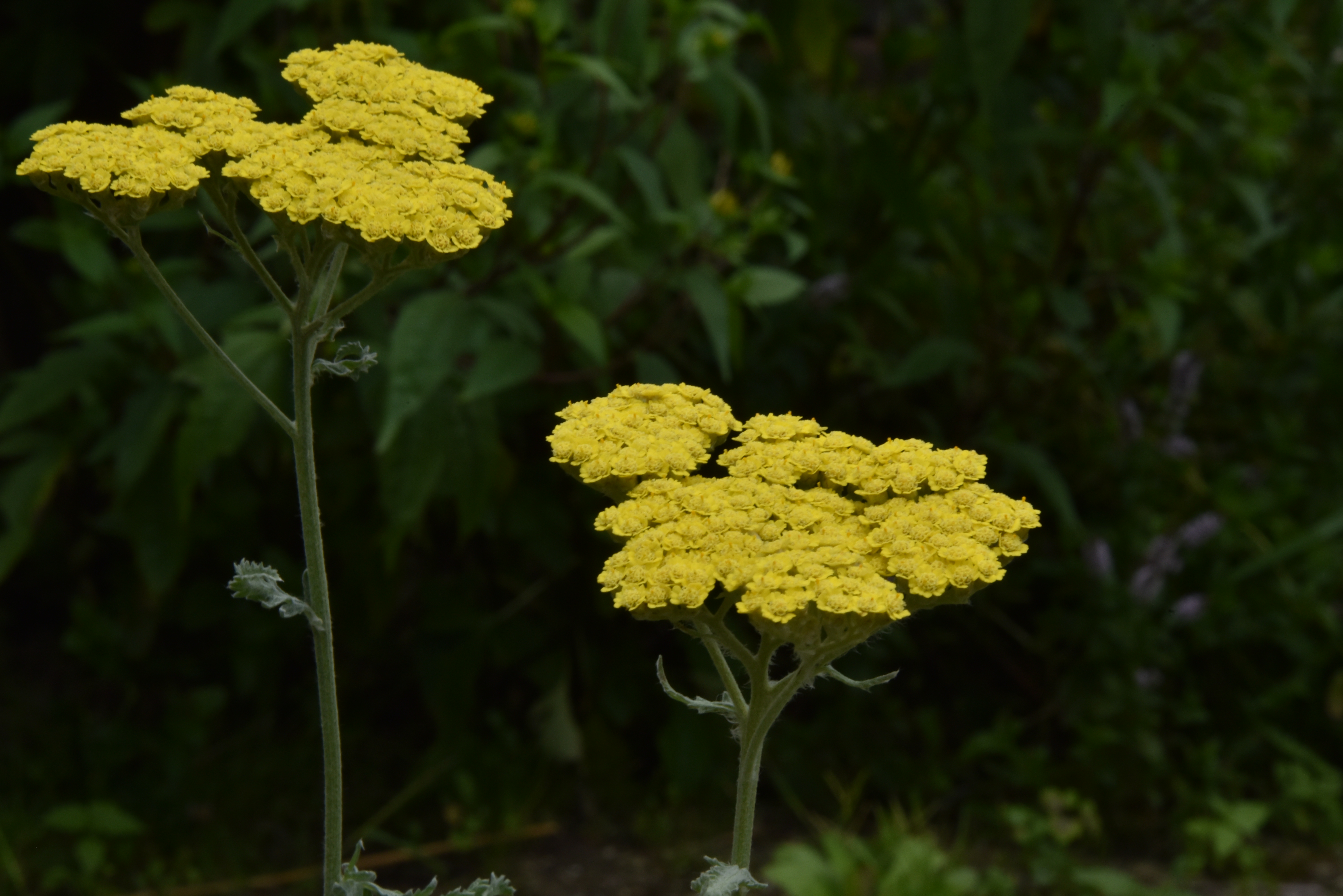 Achillea 'Moonshine'Duizendblad bestellen